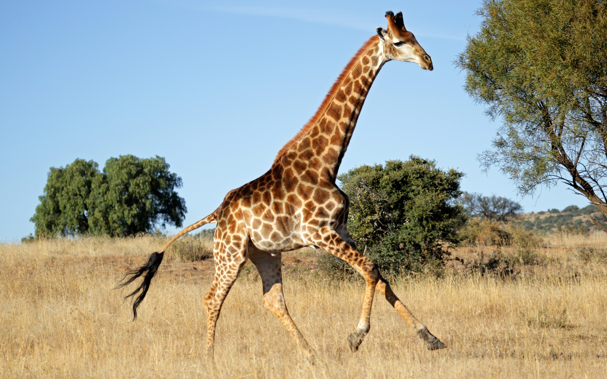 The Animal With The Longest Neck The Giraffe