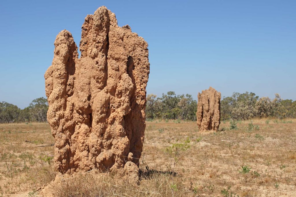 Architectural Wonders: Termite Nests