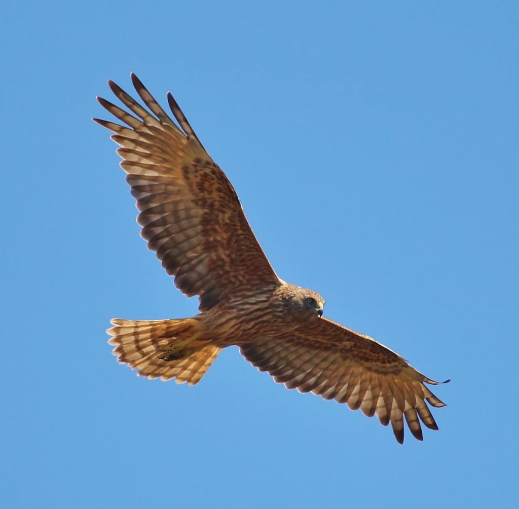 Birds’ Techniques for Gliding - Discover Islam Kuwait Portal