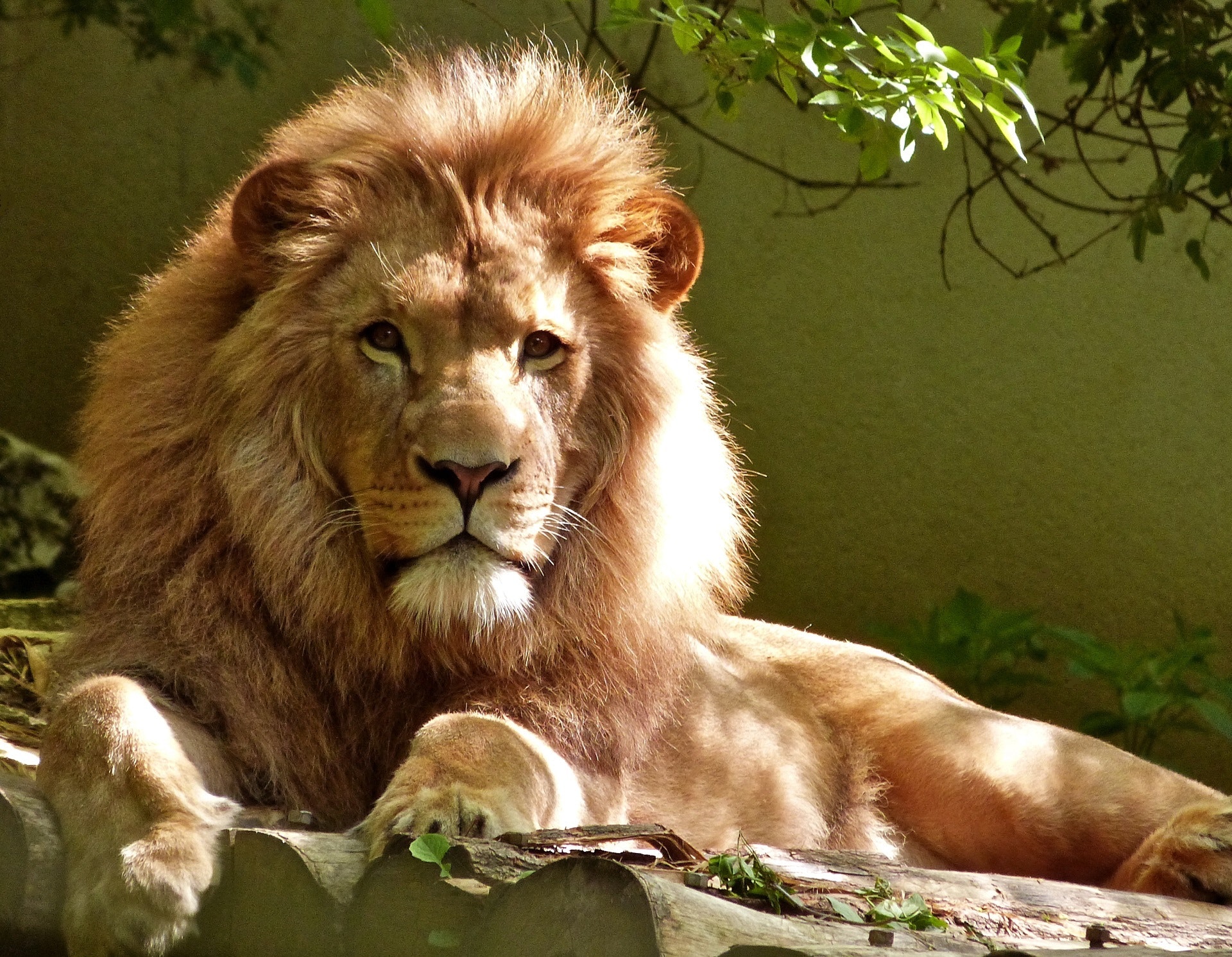 The King Of The Jungle The Lion Discover Islam Kuwait Portal