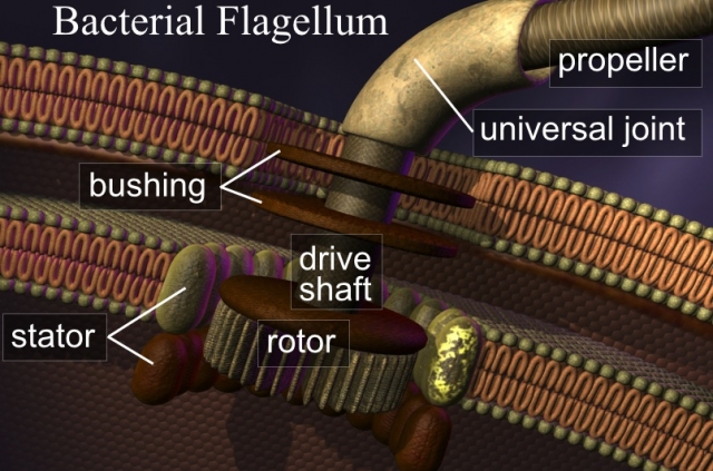 the-bacterial-flagellum