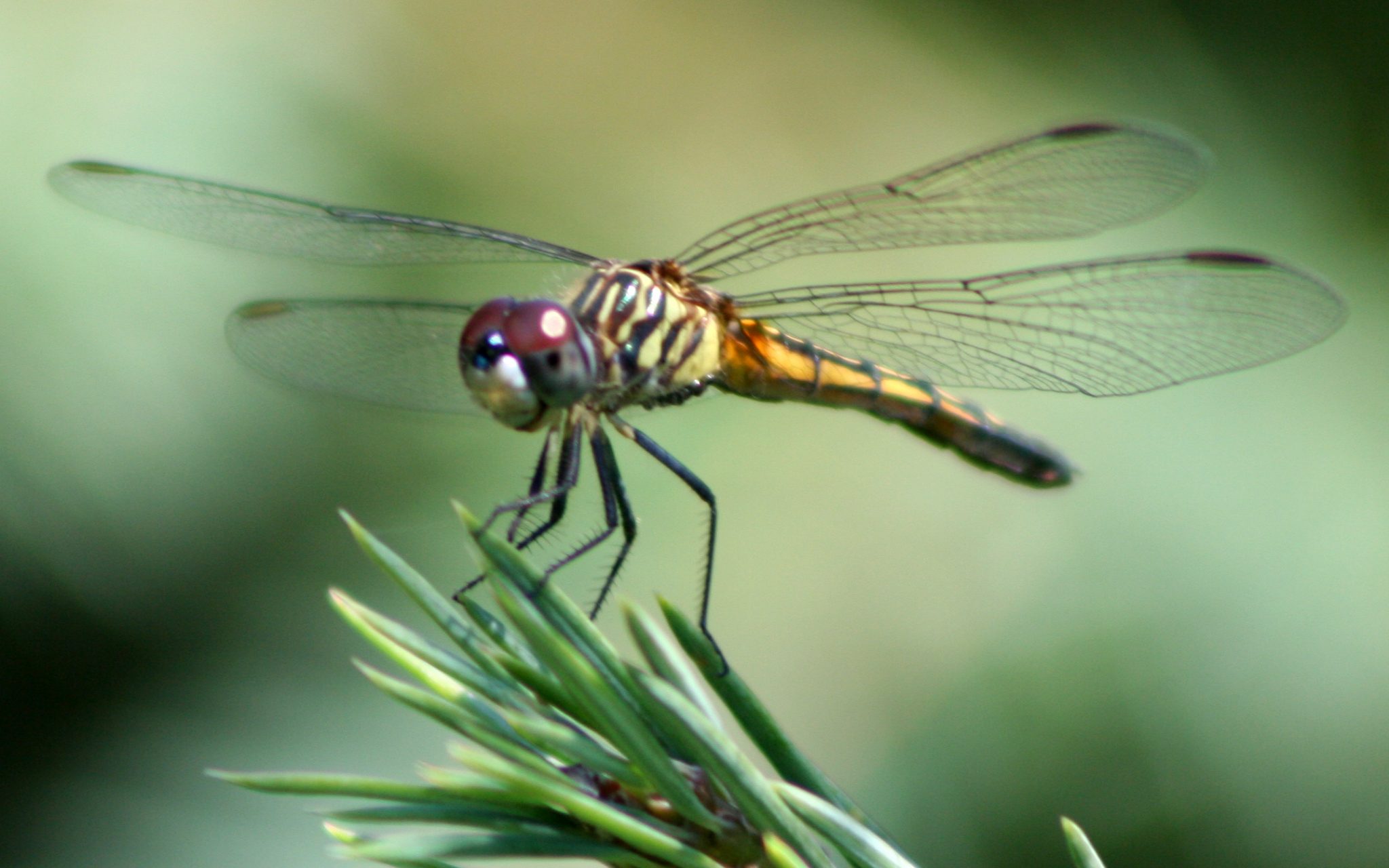 Inspiration for Helicopters: The Dragonfly